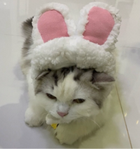 แมวจิ้งจอก