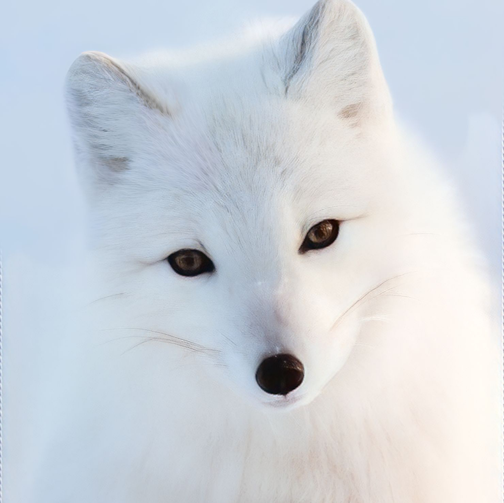 จิ้งจอกขาว21